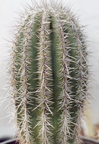 Carnegiea_gigantea_1